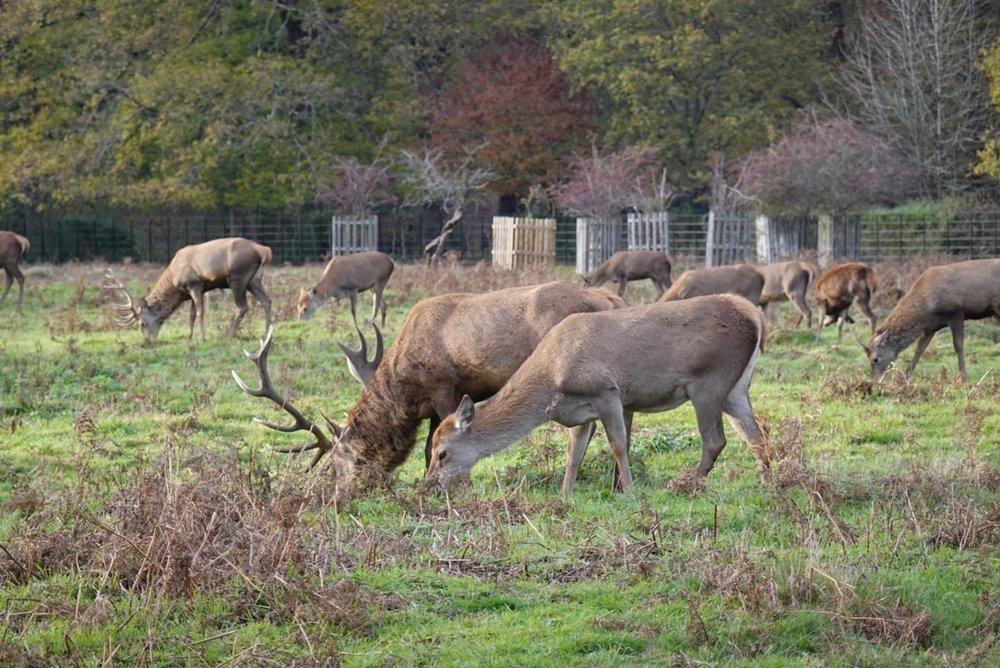 Deer spotted on a LIL walk in London